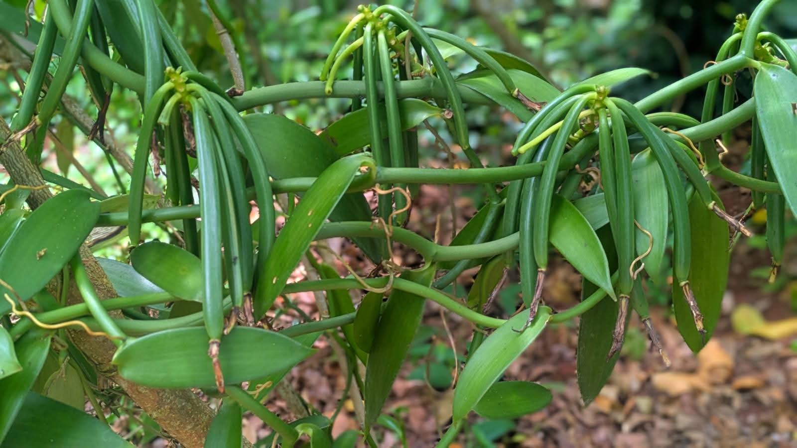 Spice Plantation 5 Days in Zanzibar